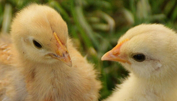 An image of chicks.