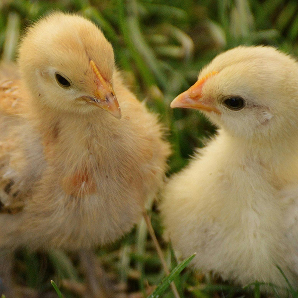 An image of chicks.